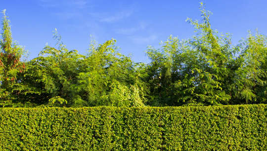 How the humble hedge works hard to protect Britain's urban environment How the humble hedge works hard to protect Britain's urban environment